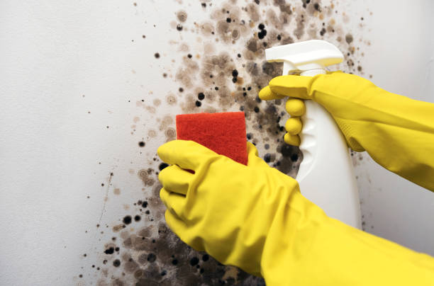 Best Mold Testing  in Stanley, WI